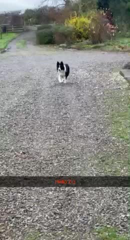 Border Collie dogs for stud: ISDS/KC Registered Border Collie for Stud in York - Video 1