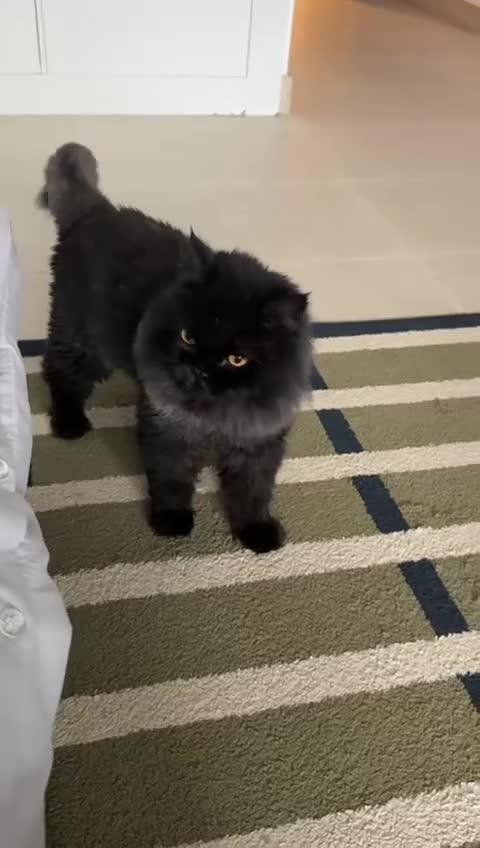 Domestic Shorthair cats for adoption: Coco bean - Video 2