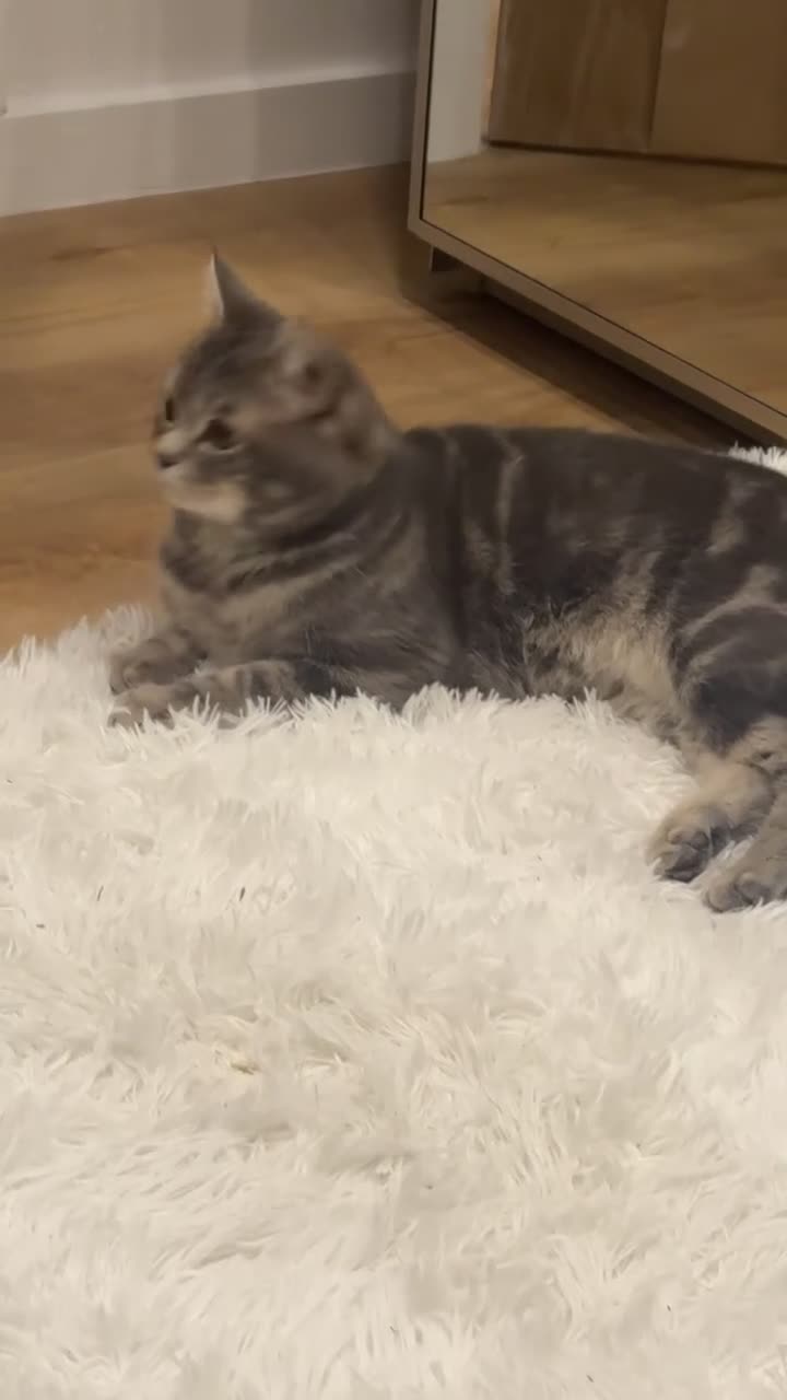 British Shorthair cats for sale: British short hair male 1years old  in Bradford - Video 1