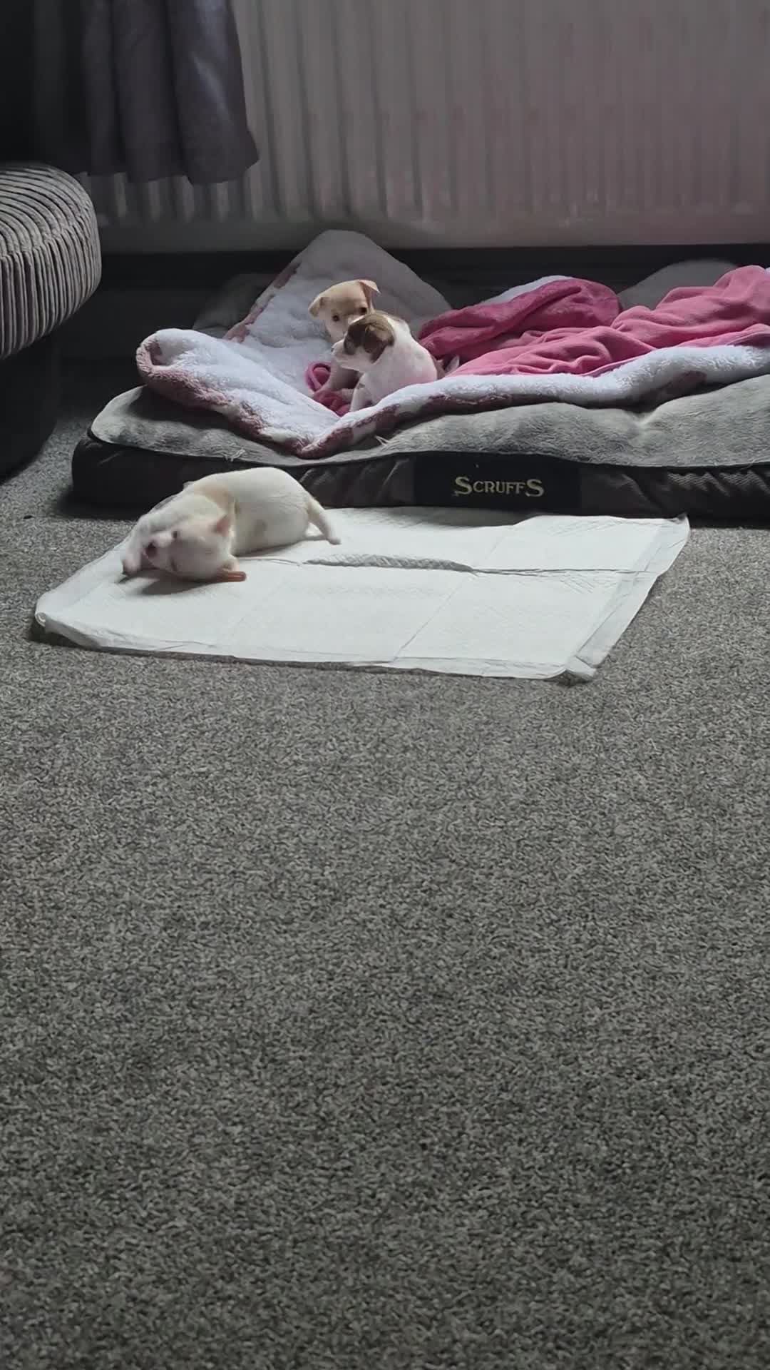 Chihuahua dogs for sale: 2 girl chihuahua left ready 10th August  - Video 2