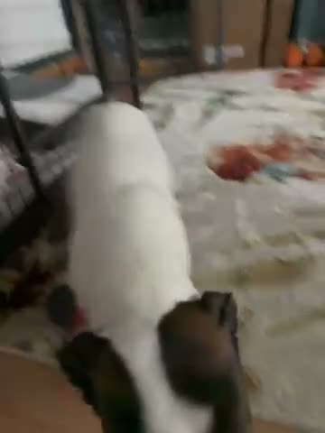 Jack Russell dogs for sale: Panda&Pinoqio - Video 1