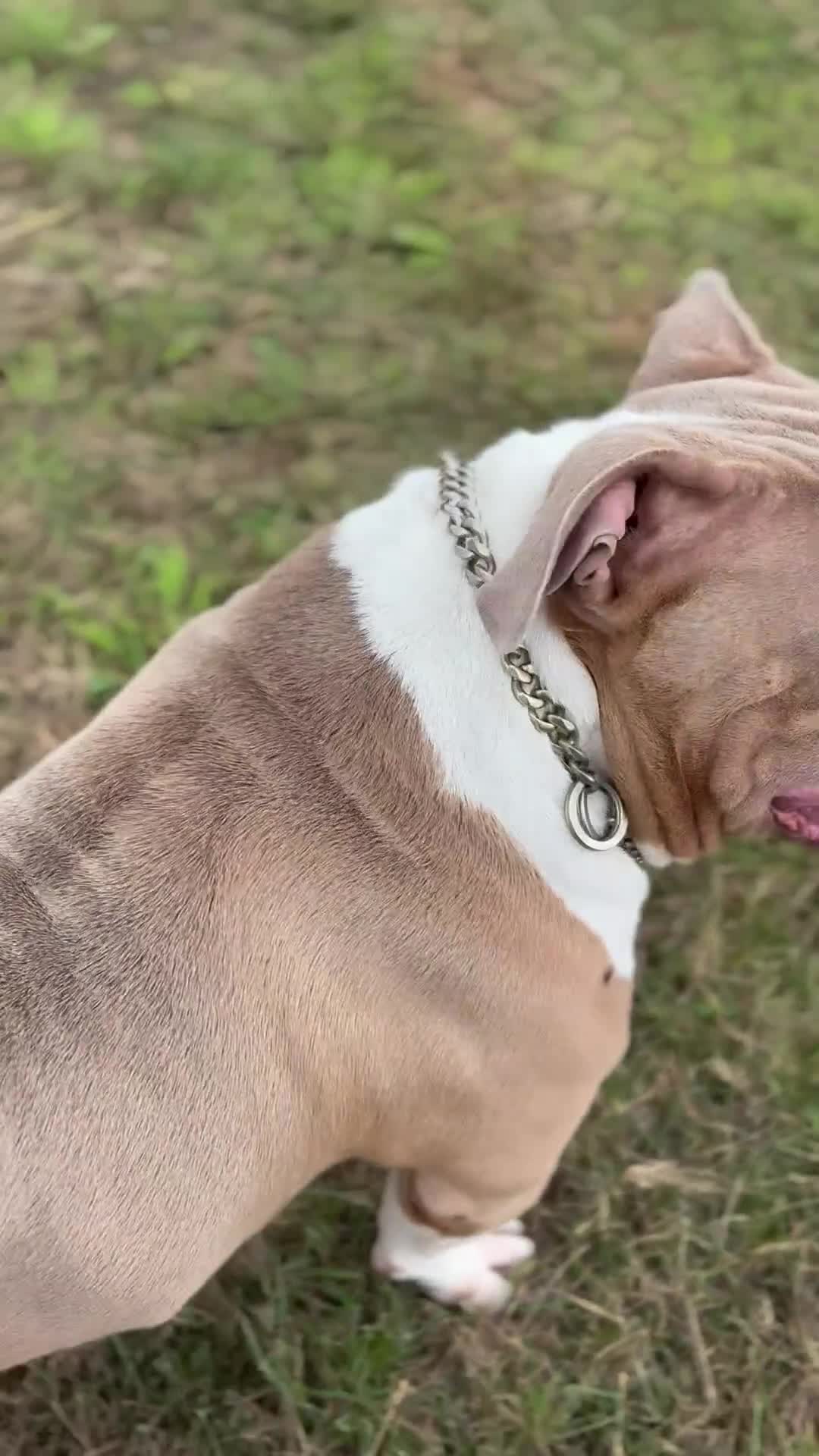 American Bully dogs for stud: ABKC Stunning Male Bully (BUDDY🐶) - Video 2