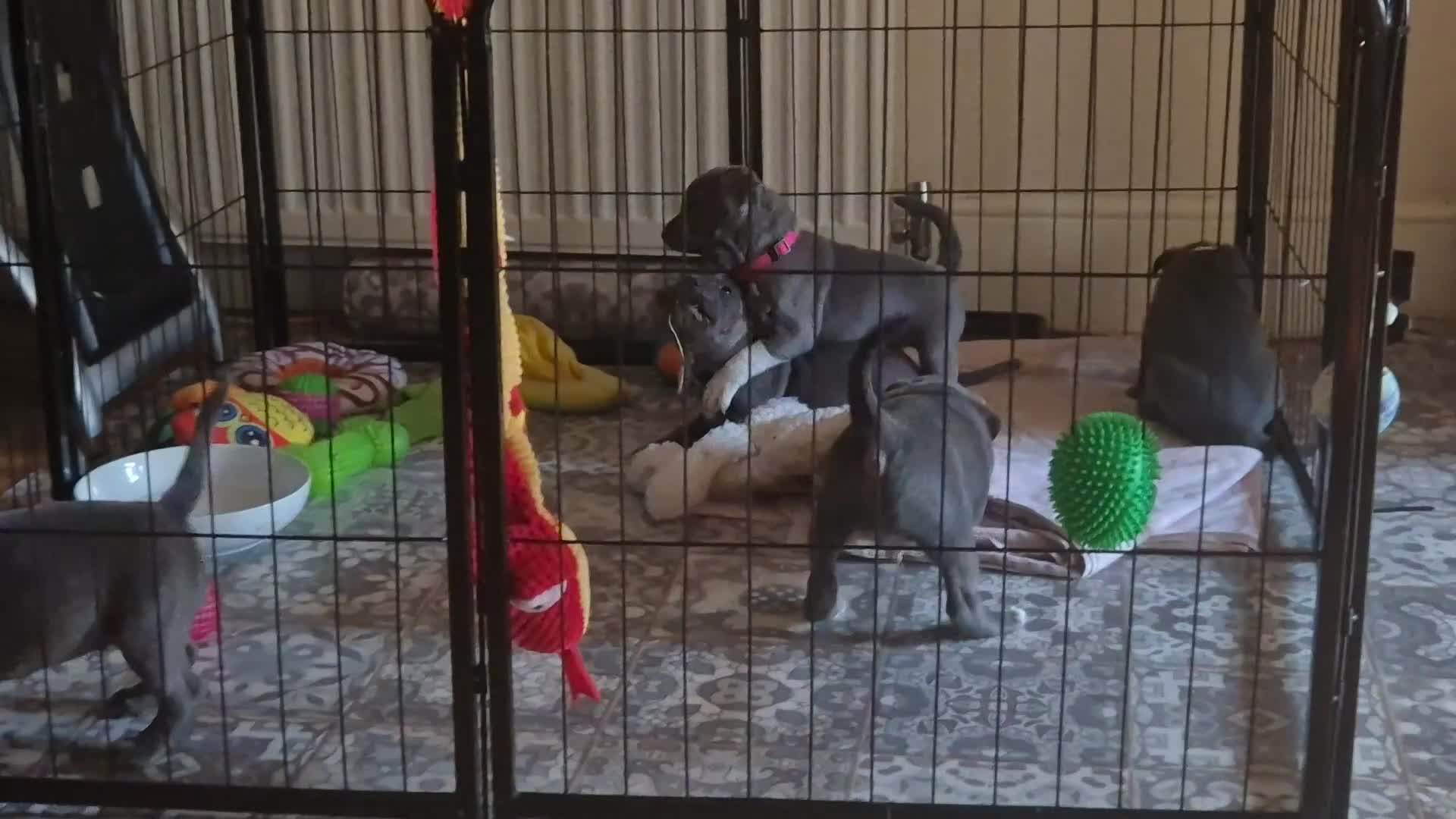 Staffordshire Bull Terrier dogs for sale: ❤️❤️ Ready for forever home ❤️❤️ - Video 1