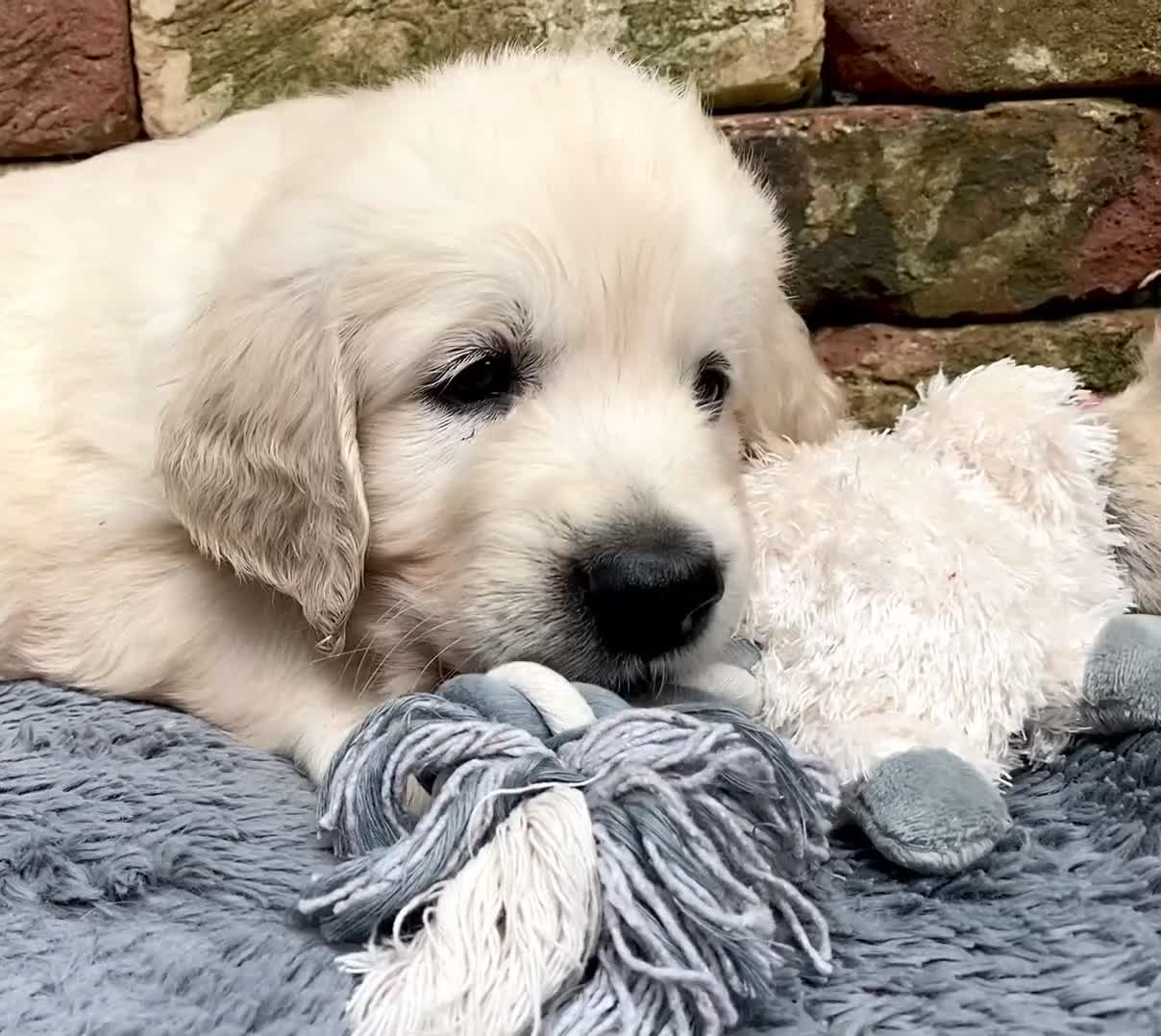 Golden Retriever dogs for sale: Exceptional KC Goldens- MULTI Champions Bloodline - Video 1