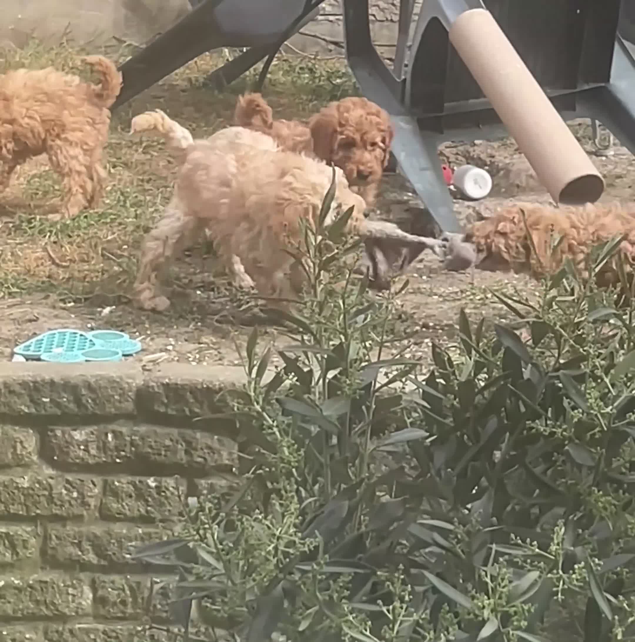 Miniature Poodle dogs for sale: High-Standard Miniature Poodle Boys–Ready to LEAVE - Video 1