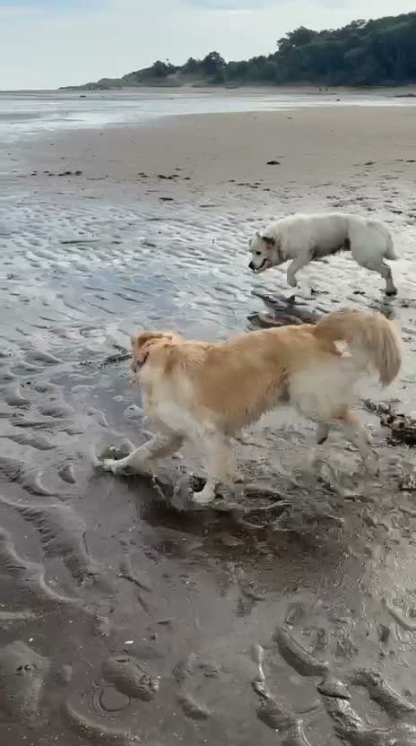 Golden Retriever dogs for sale: Pure Breed Golden Retriever - Video 1