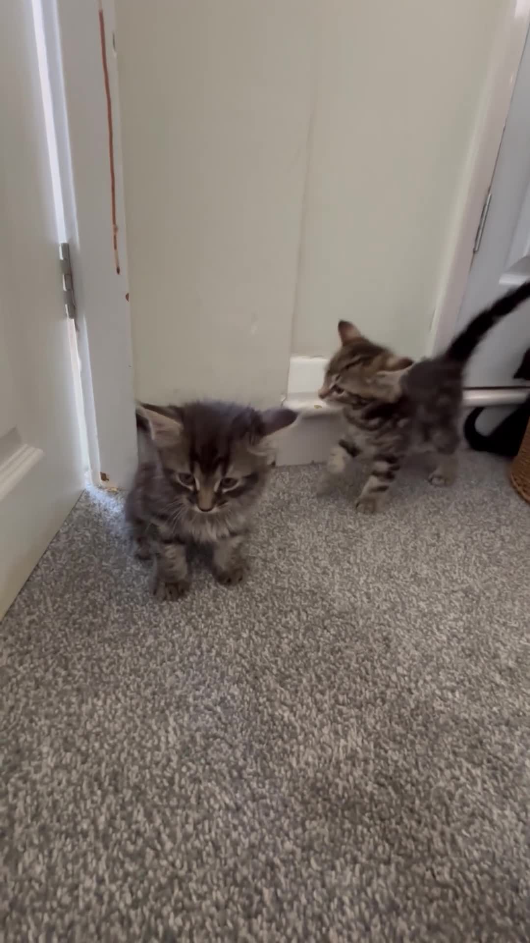 Mixed Breed cats for sale: Kittens - Video 1