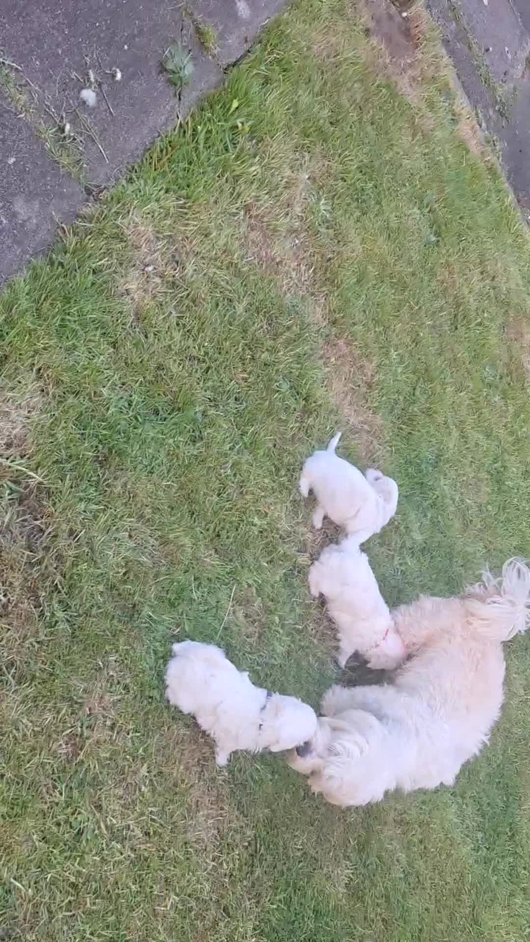 Maltese dogs for sale: Maltese bishon  - Video 1
