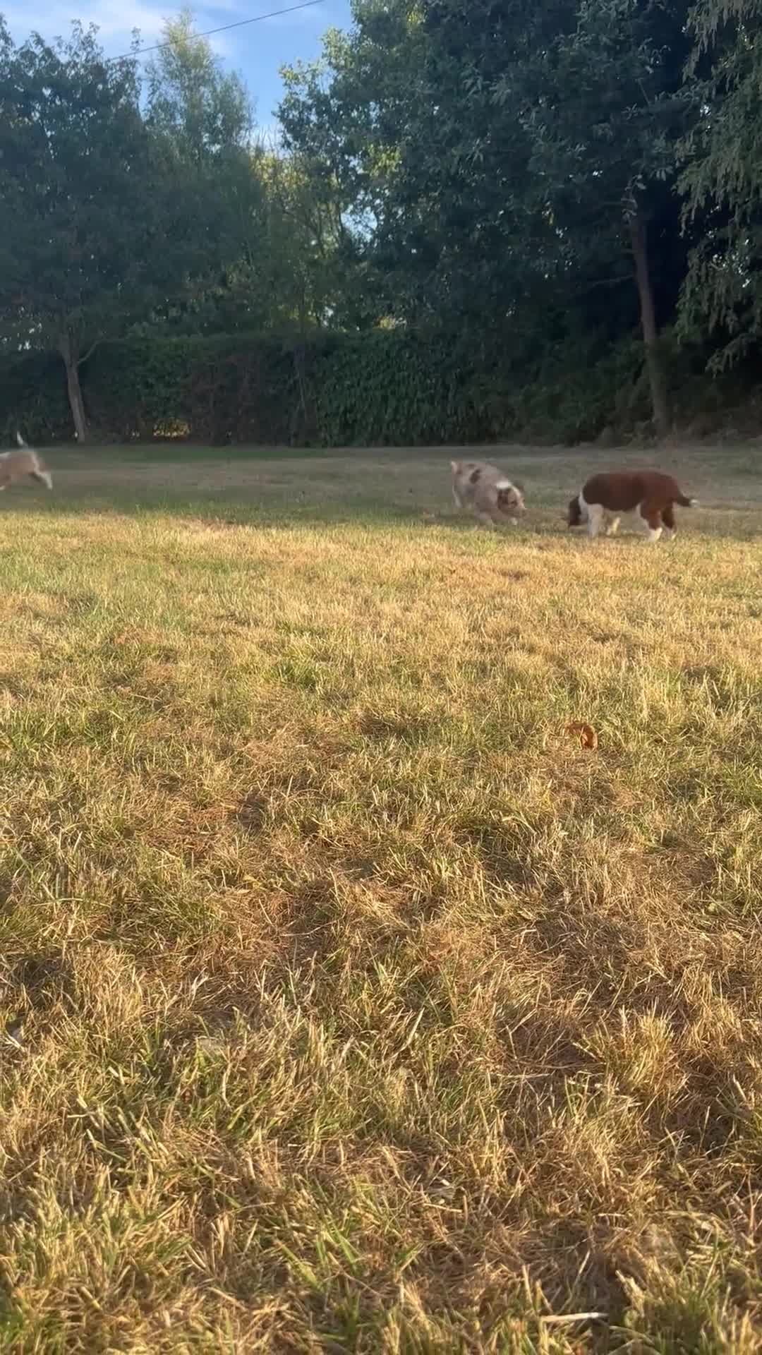 Sprollie dogs for sale: Stunning Sprollie Pups  in Stafford - Video 3