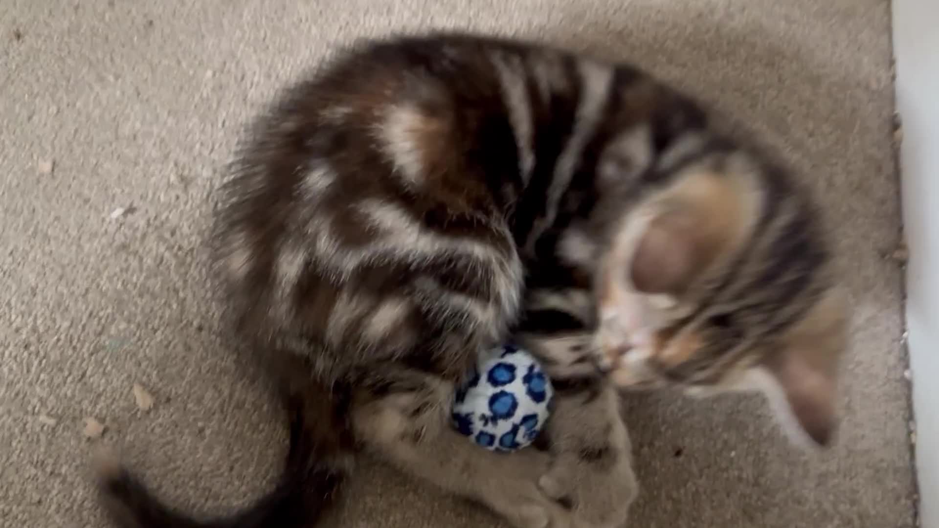 Mixed Breed cats for sale: Adorable bengal & tabby mix kittens - Video 2