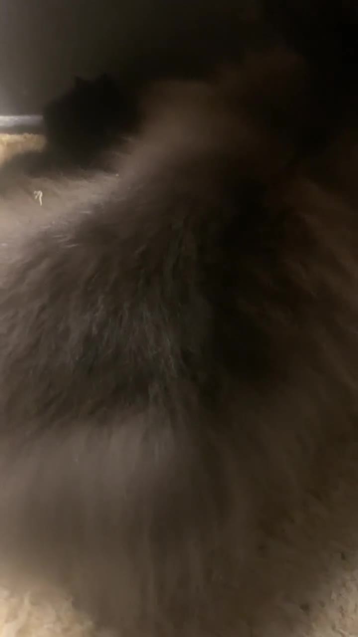 Lionhead rabbits for sale: Double mane lionhead bunny  - Video 1