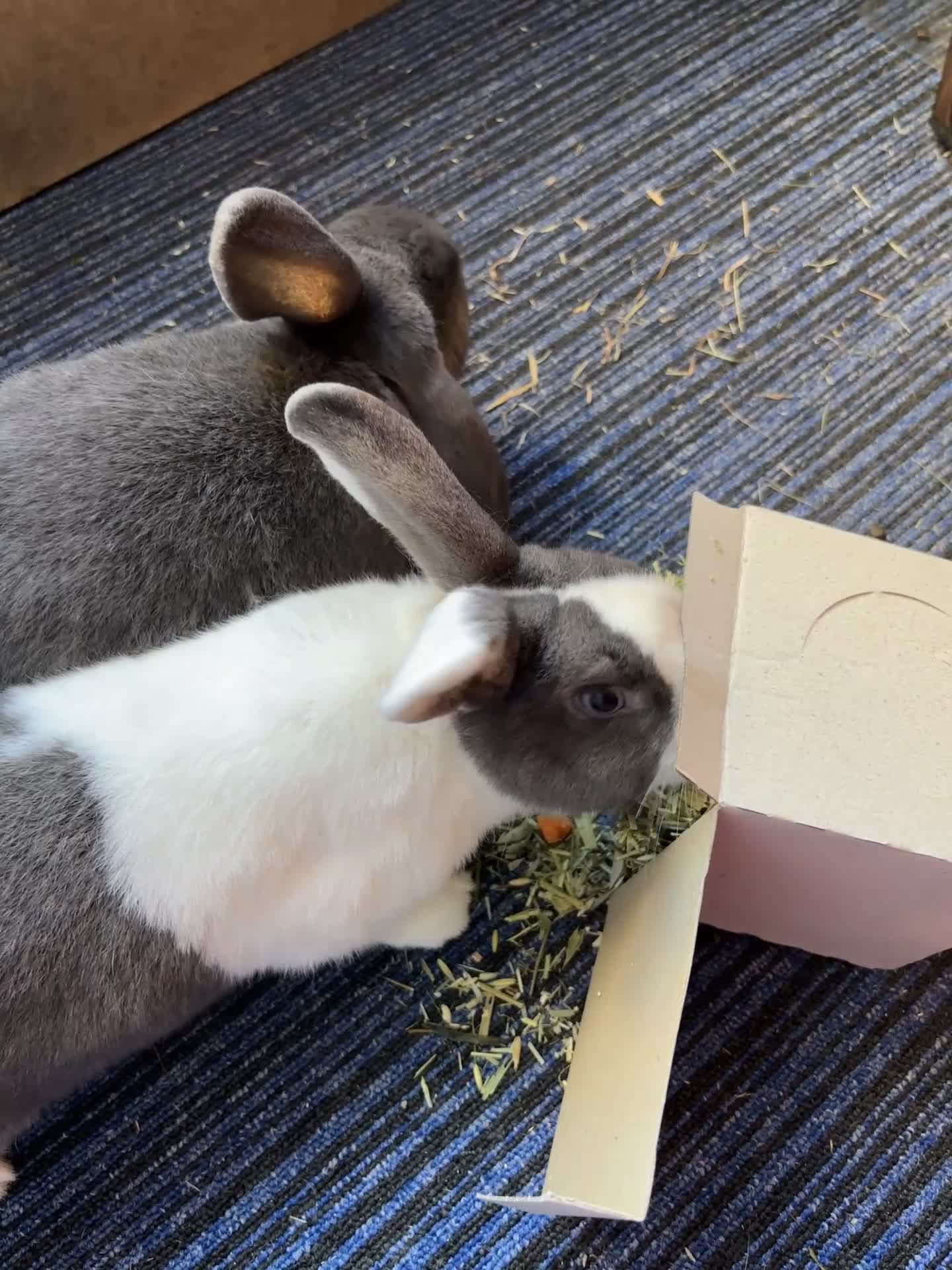 Mixed Breed rabbits for sale: 2 bonded rabbits for sale  in Olney - Video 1