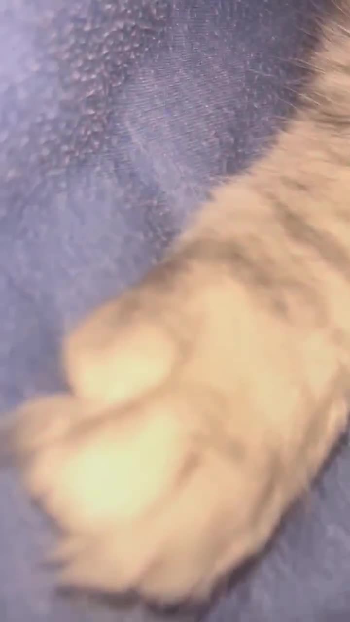 Maine Coon cats for sale: Main Coon kittens for sale - Video 4