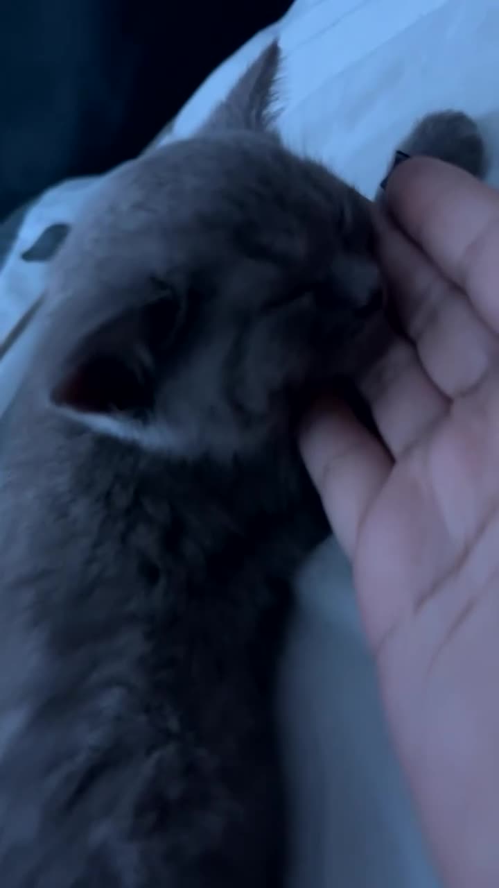 British Shorthair cats for sale: British Shorthair Kitten  - Video 2