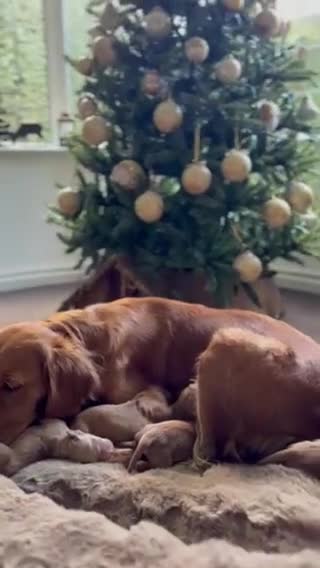 Golden Retriever dogs for sale: Golden retriever puppies  - Video 3