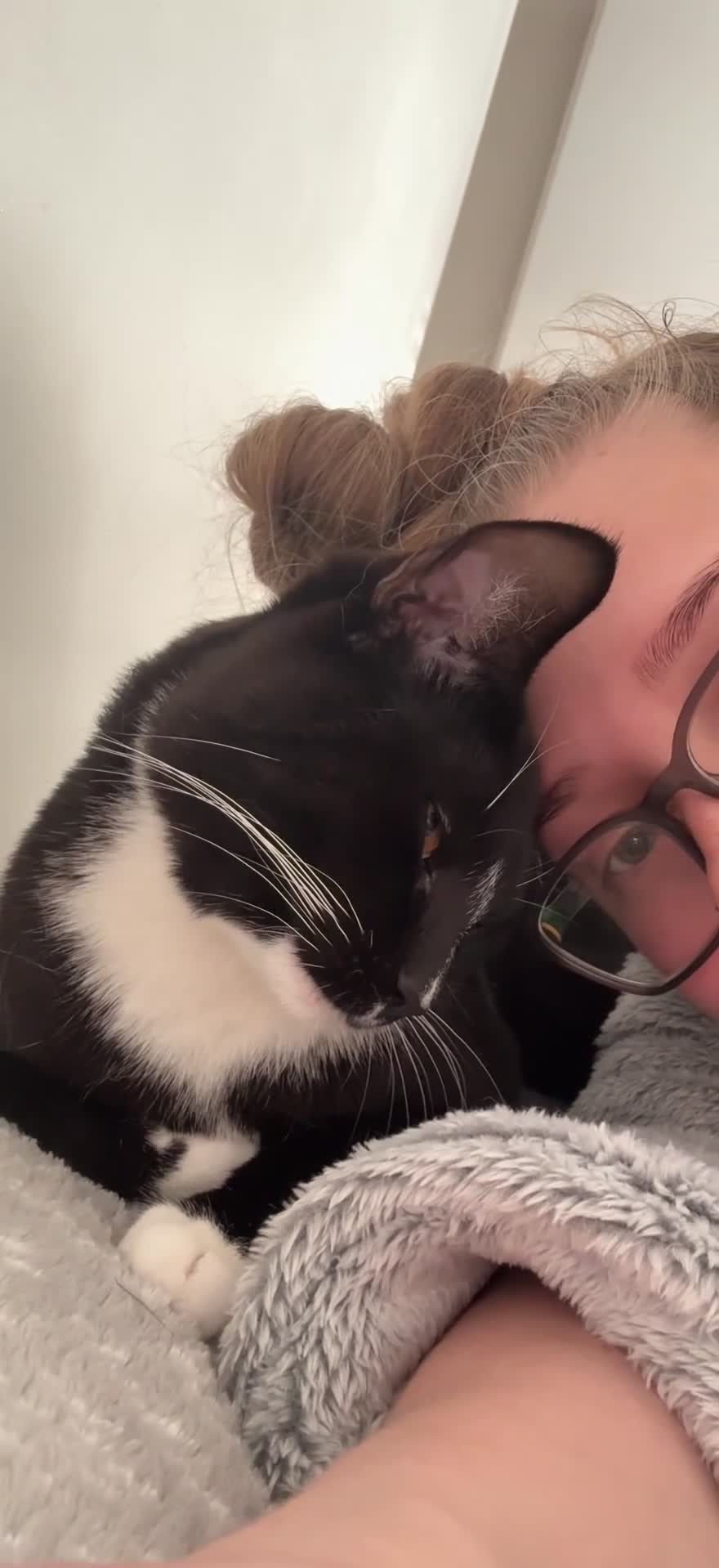 Mixed Breed cats for sale:  Kano - The Sweetest, Most Loving Soul - Video 1