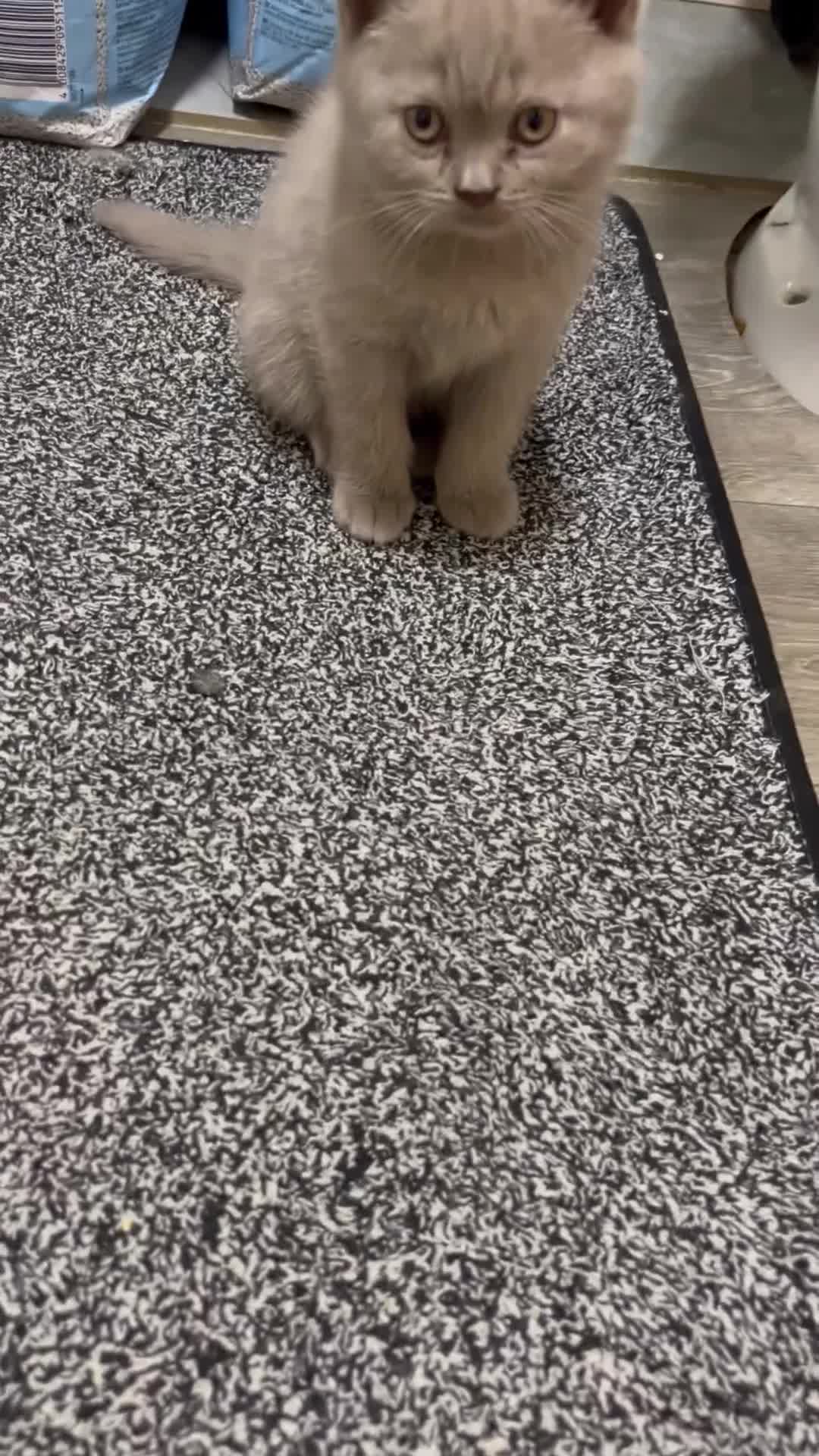 British Shorthair cats for sale: 6 little babies looking for a loving home in Leicester - Video 3