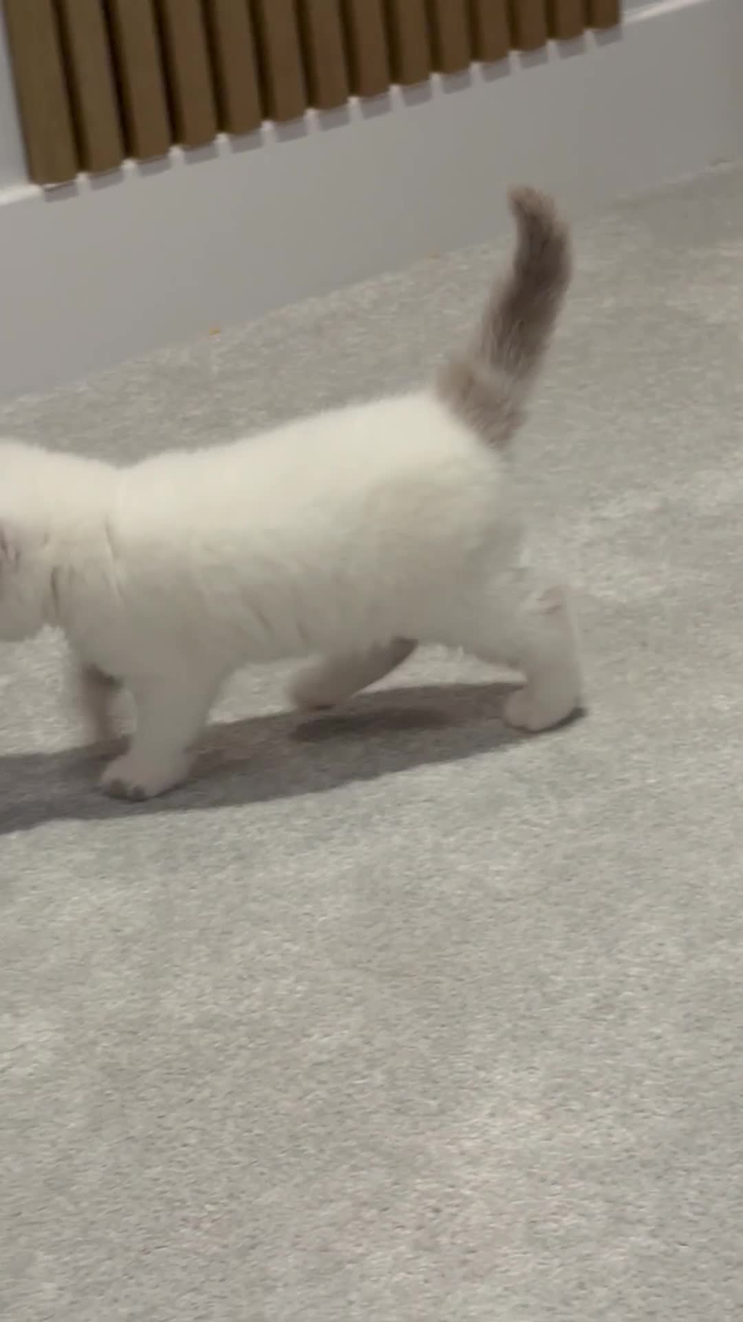 British Shorthair cats for sale: Registered British short hair babies available  - Video 2