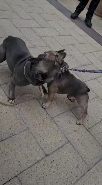 French Bulldog dogs for stud: Seeking Suitable Mate for Exceptional Male Canine in London - Video 1