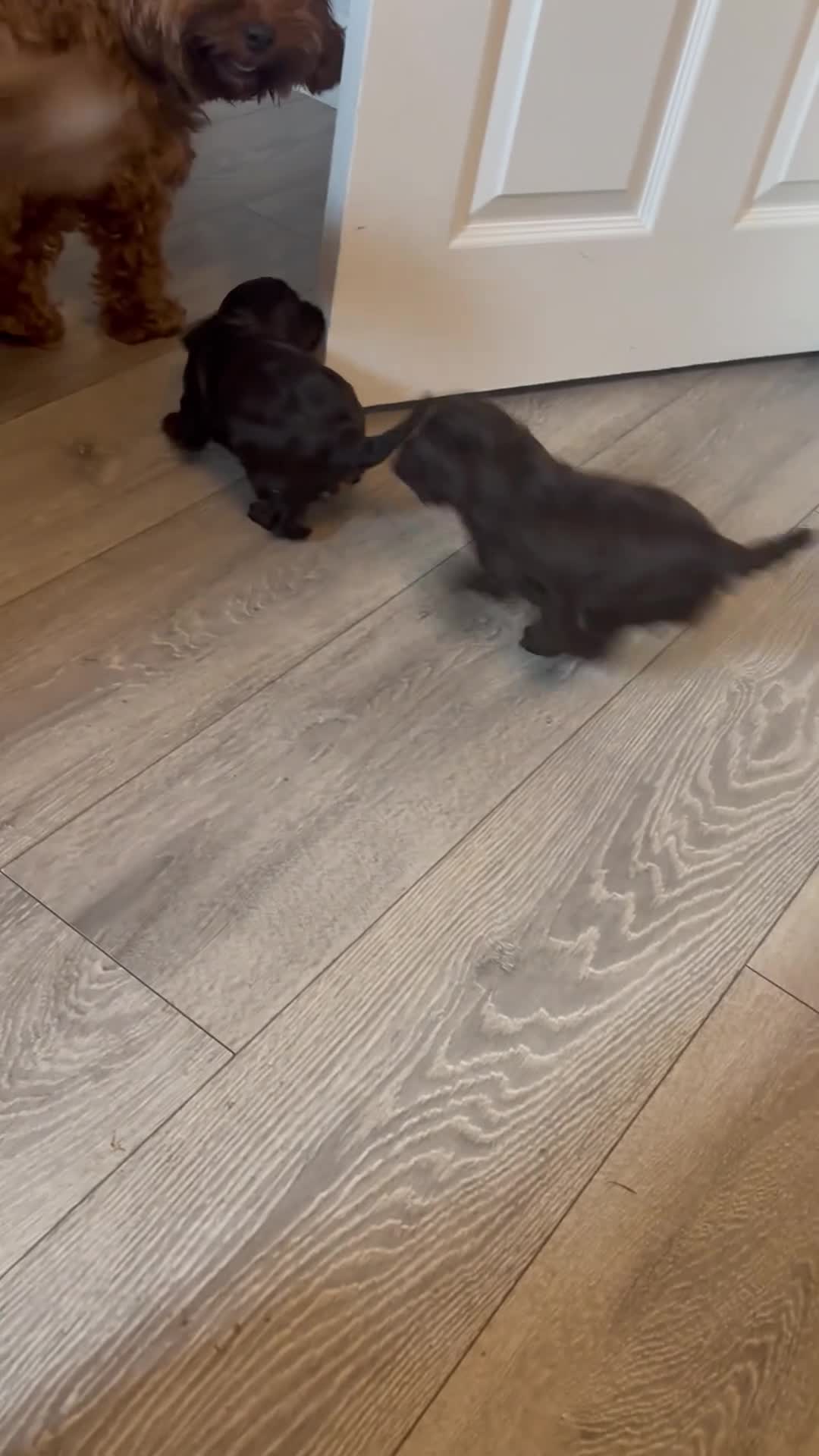 Cockapoo dogs for sale: F2 cockapoo boy and girl - Video 1