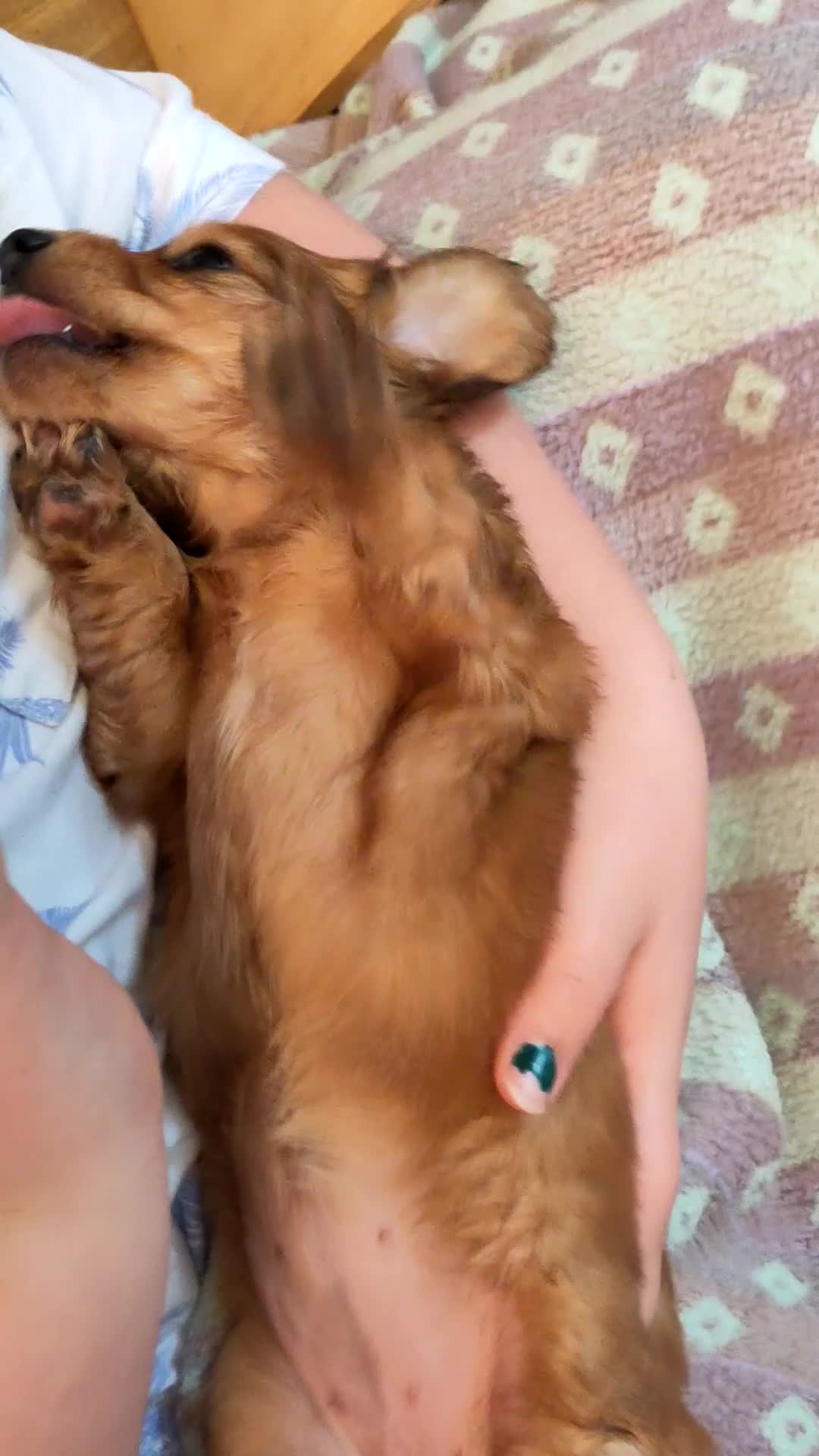 Miniature Dachshund dogs for sale: KC PRA Clear Mini Longhair Daxies – Dapple - Video 1