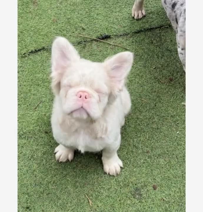 French Bulldog dogs for stud: 🩷 PINK FLUFFY STUD🩷 - Video 2