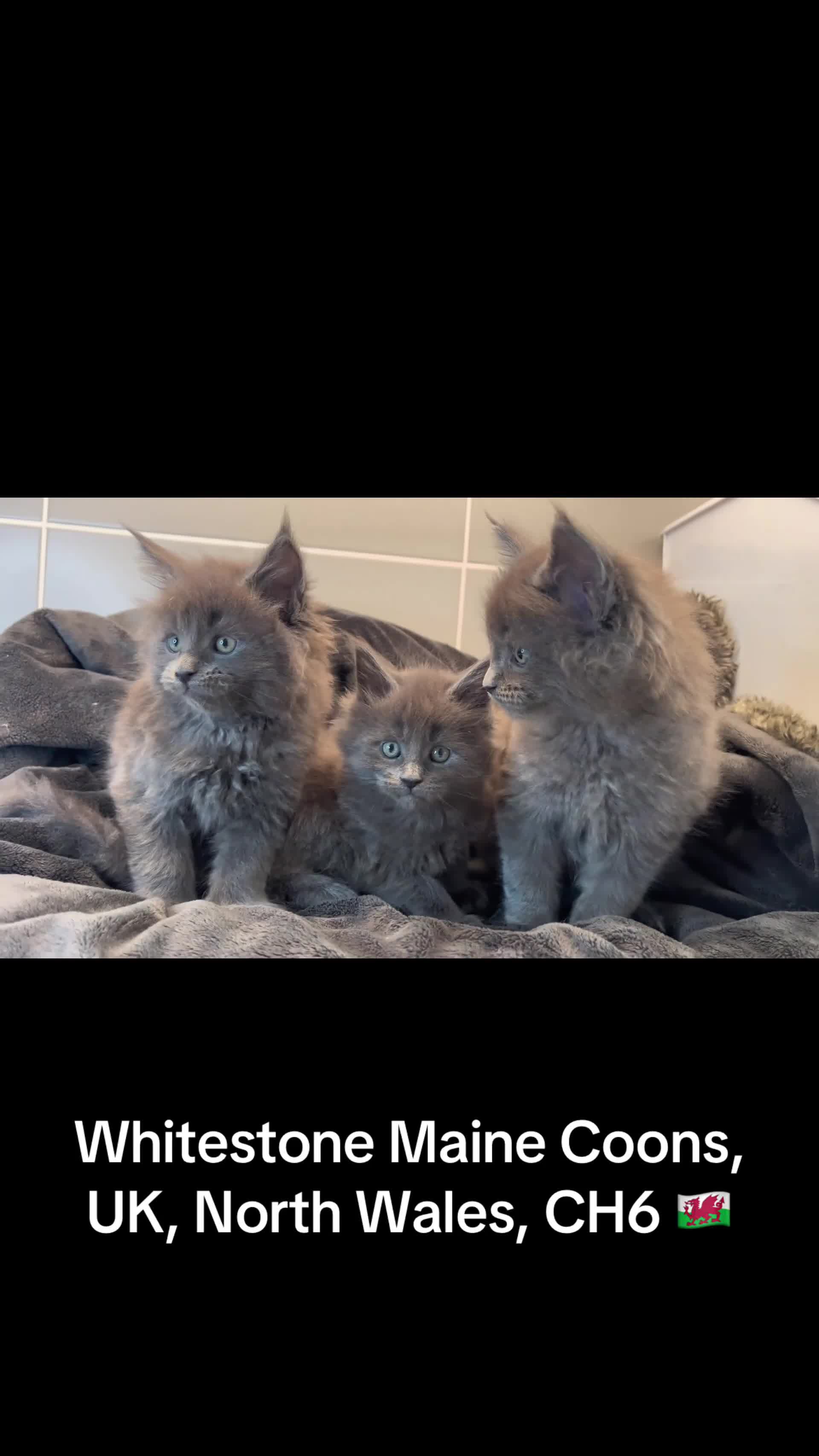 Maine Coon cats for sale: GCCF Maine Coon Kittens  - Video 1
