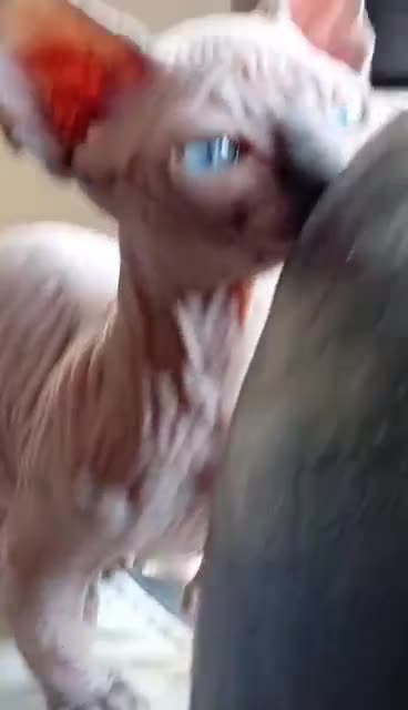 Sphynx cats for sale: Short Leg Munckin Sphinx Kittens(BullyCat) - Video 4