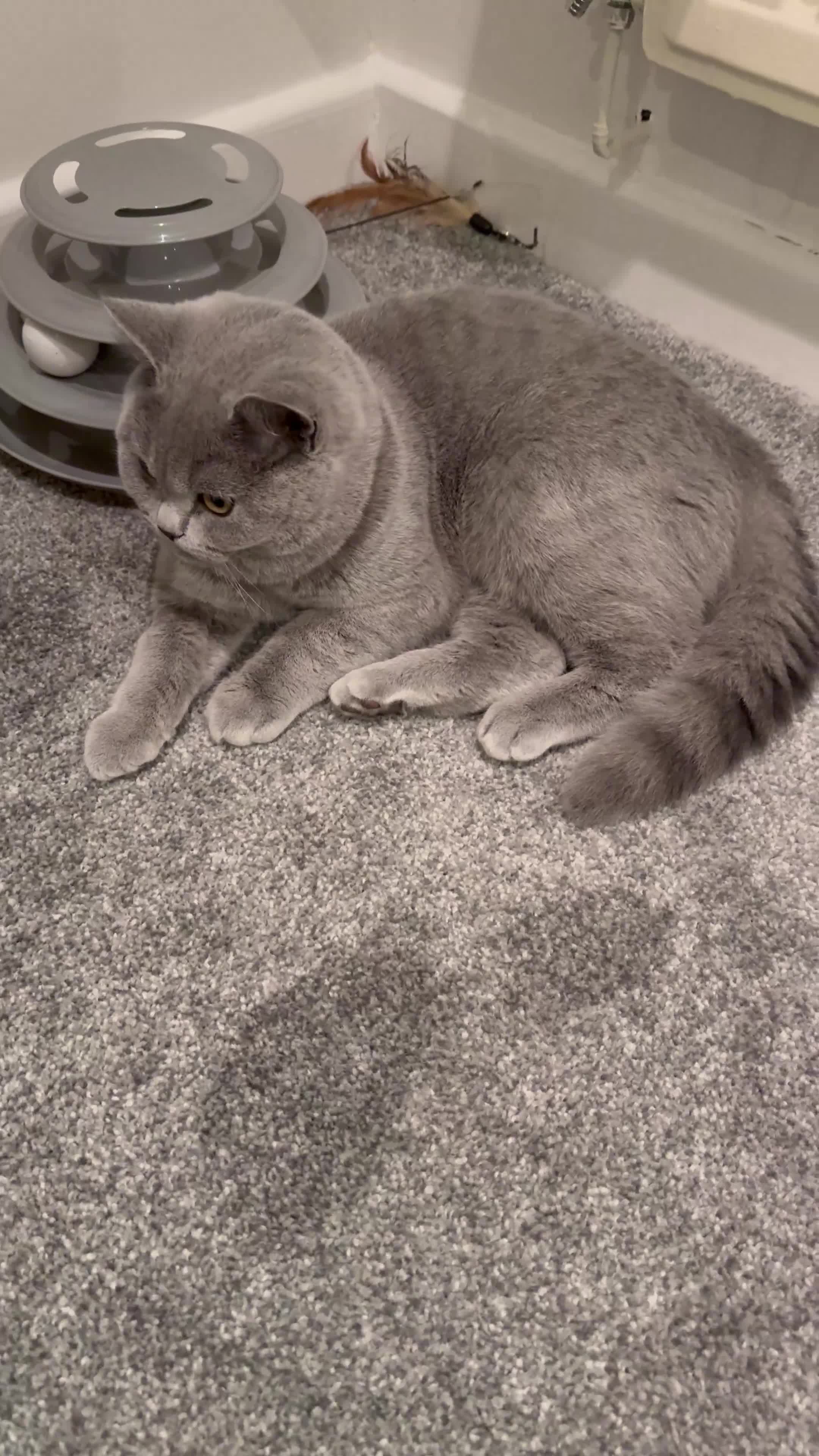 British Shorthair cats for sale: British boy shorthair with loving nature in Smethwick - Video 2