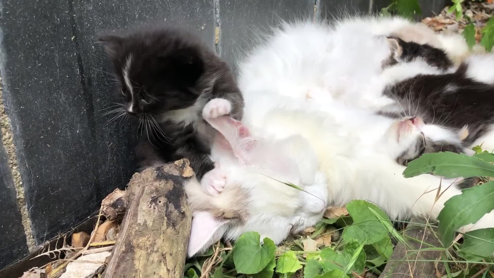 Mixed Breed cats for sale: Delilah’s kittens - Video 1