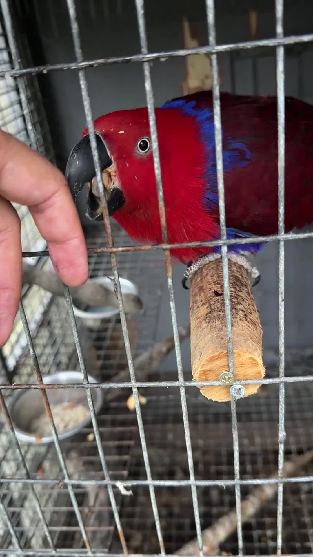 Parrots birds for sale: Beautiful female Eclectus parrot for sale - Video 1