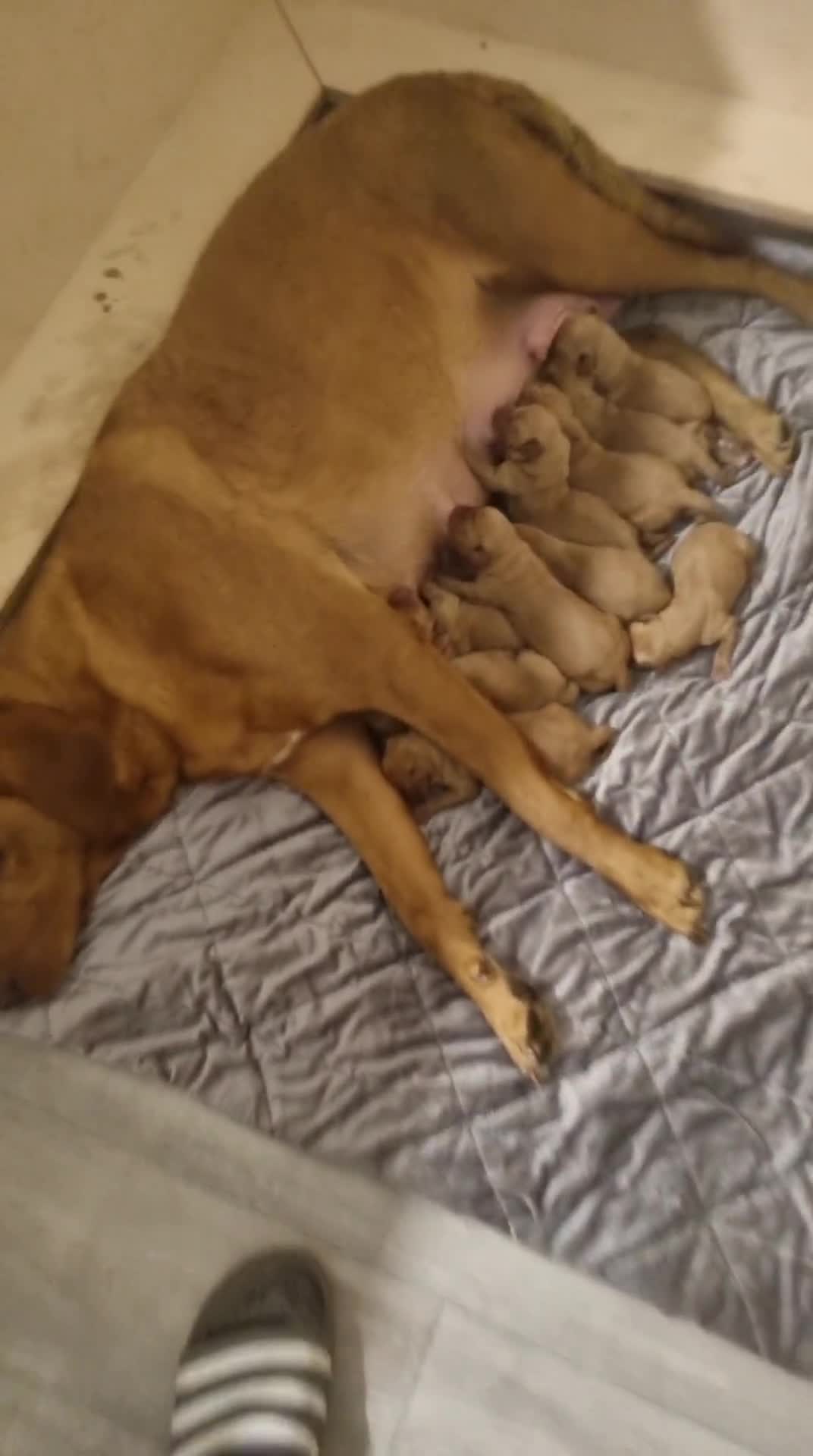 Labrador Retriever dogs for sale: Exceptional Fox Red Labrador Retriever Puppies - Video 1
