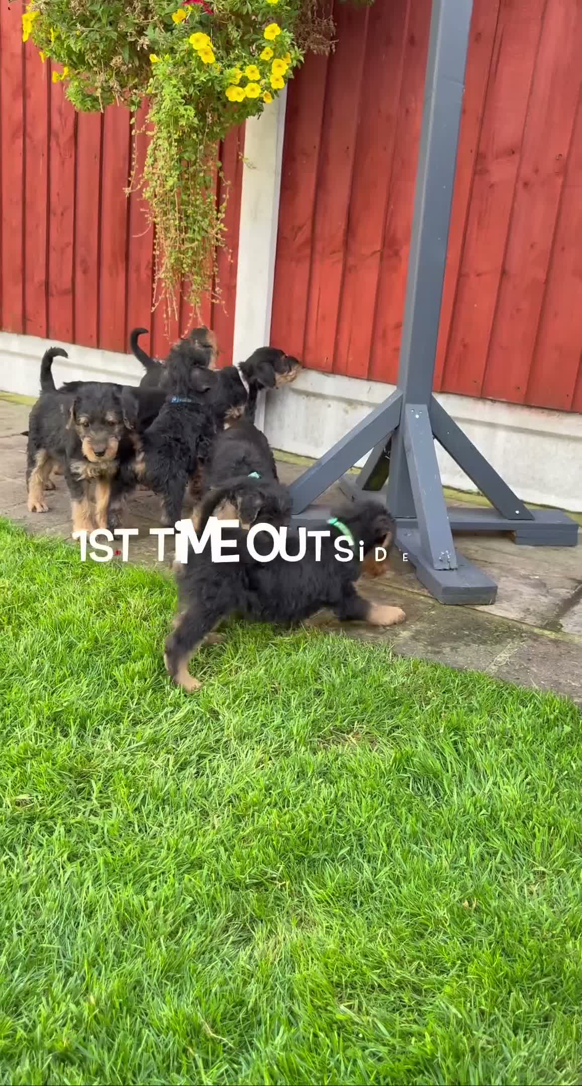 Airedale Terrier dogs for sale: ADORABLE KC REGISTERED AIREDALE PUPS - Video 1