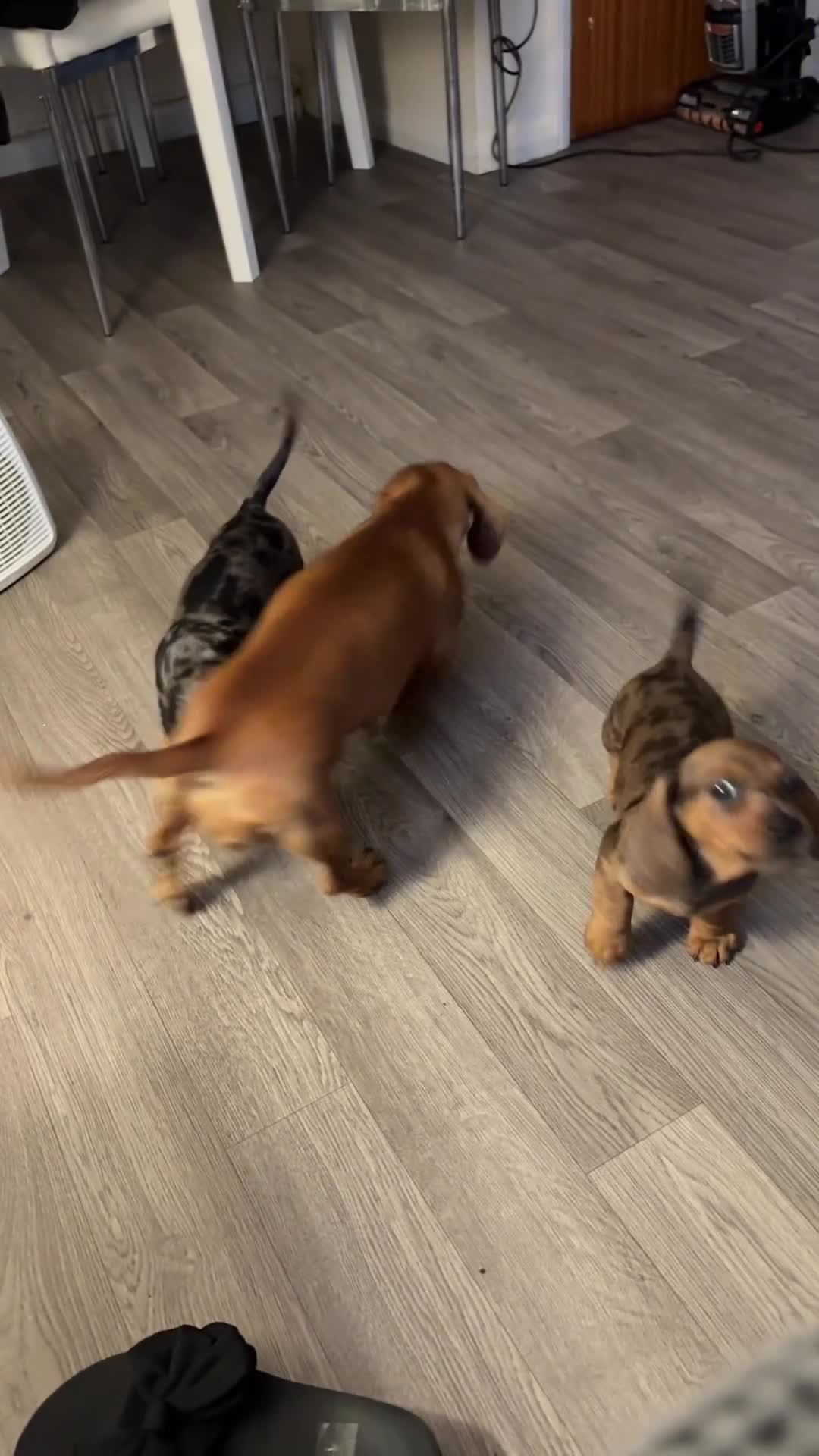 Miniature Dachshund dogs for sale: Miniature dachshund - Video 1