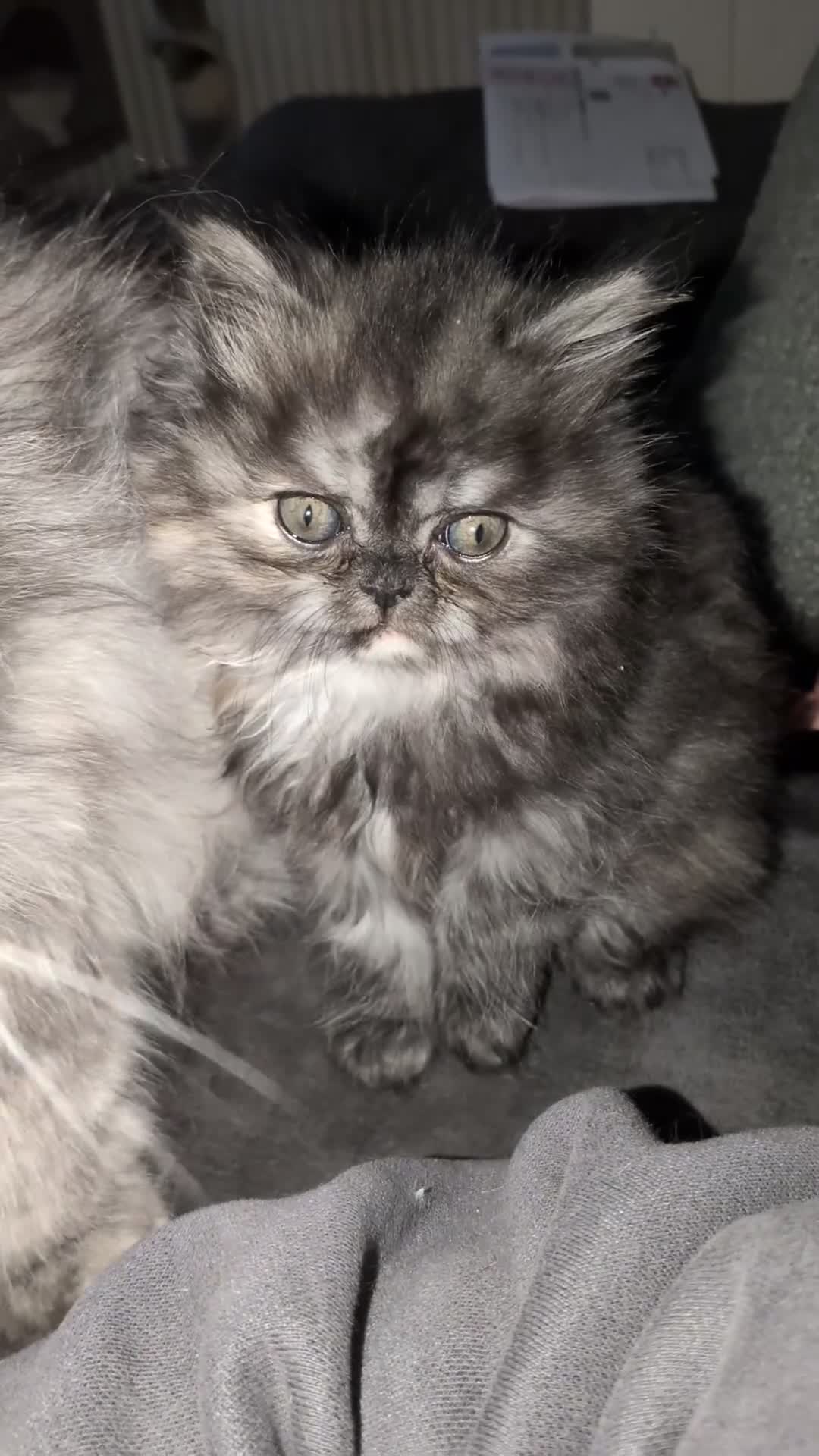 Persian cats for sale: Beautiful Persian kittens  - Video 1