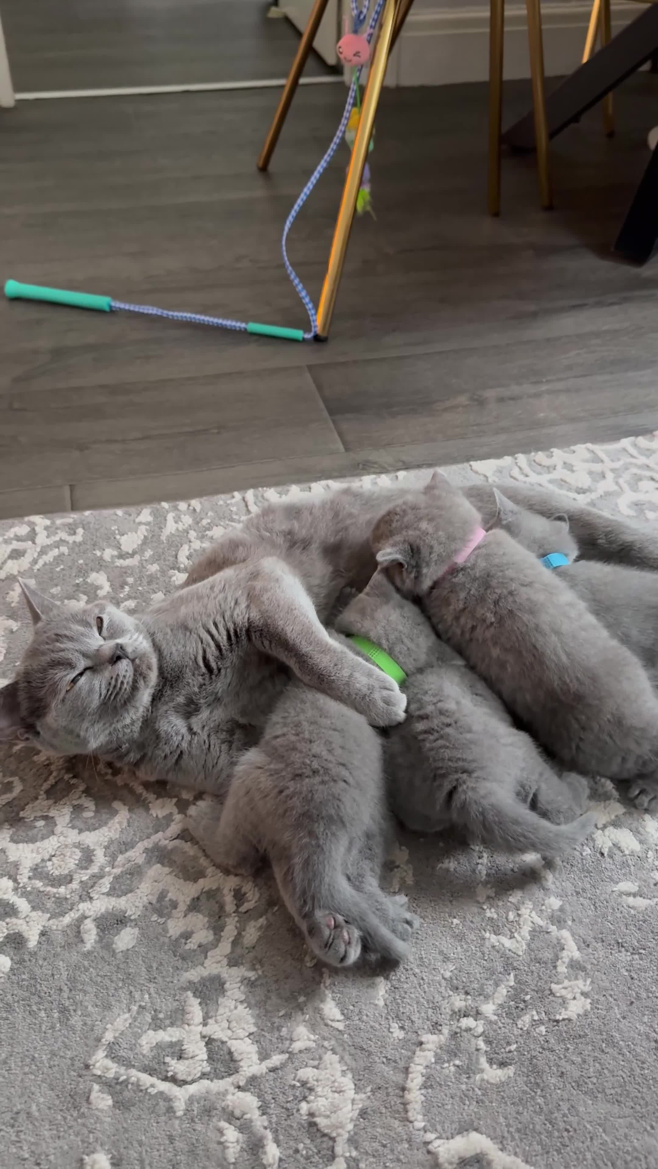 British Shorthair cats for sale: 4 BSH in London - Video 1