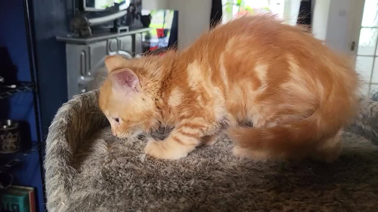 Mixed Breed cats for sale: Mixed breed kittens - Video 2