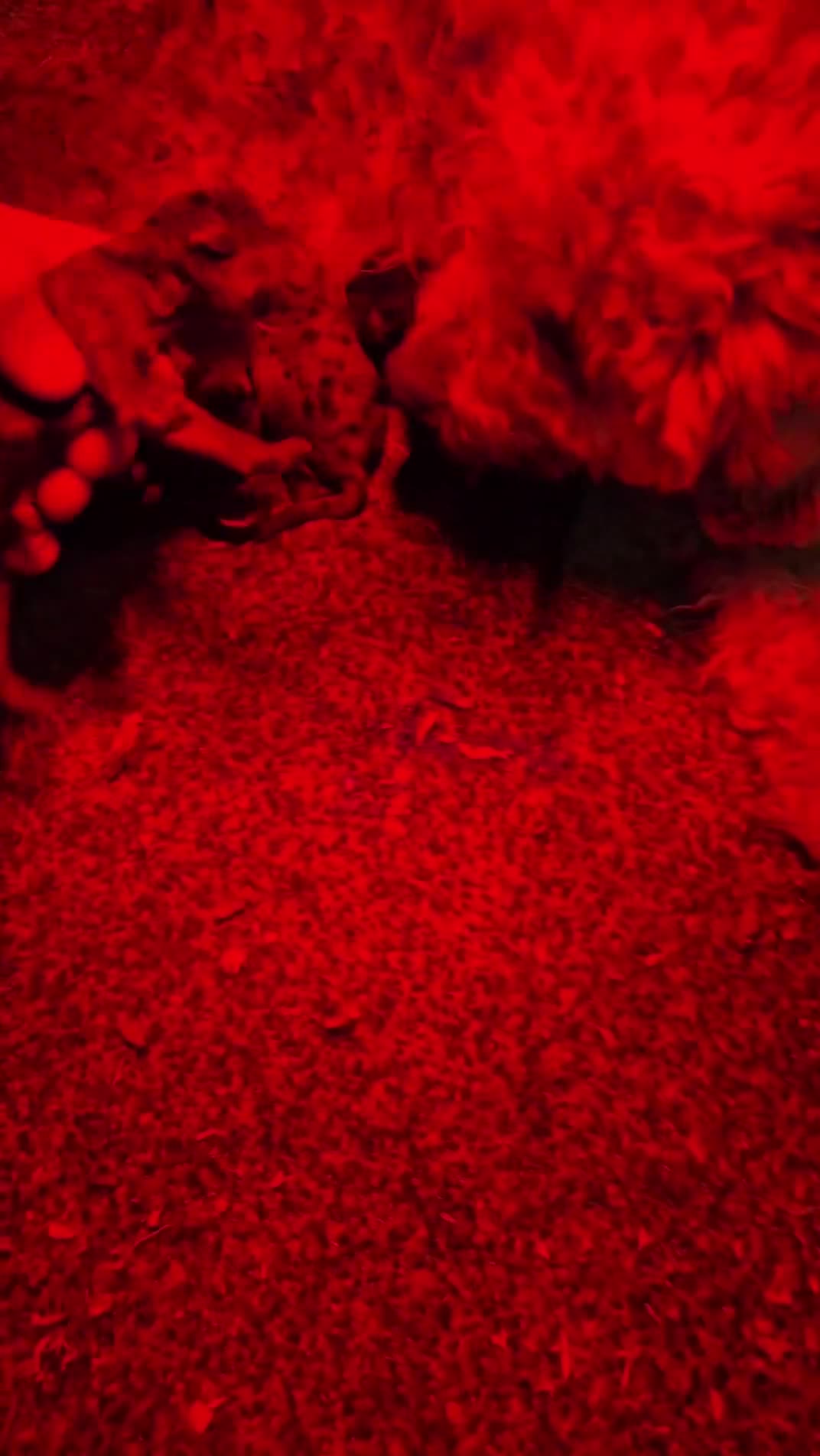 Cockapoo dogs for sale: ✨ Adorable F1B Cockapoo Puppies! ✨ - Video 2