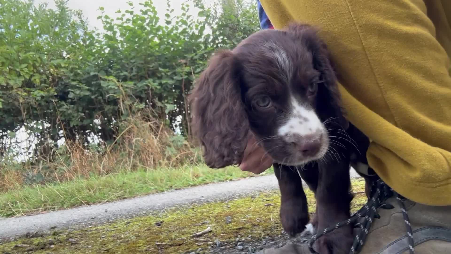 Cocker Spaniel dogs for sale: Last Working Cocker Girl - Fully Vaccinated  - Video 3