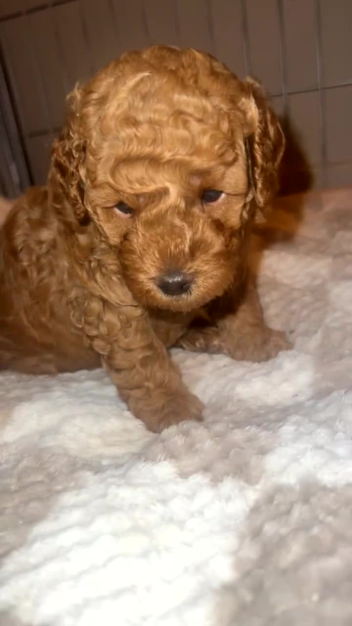 Poochon dogs for sale: X3 beautiful poochon males  - Video 1