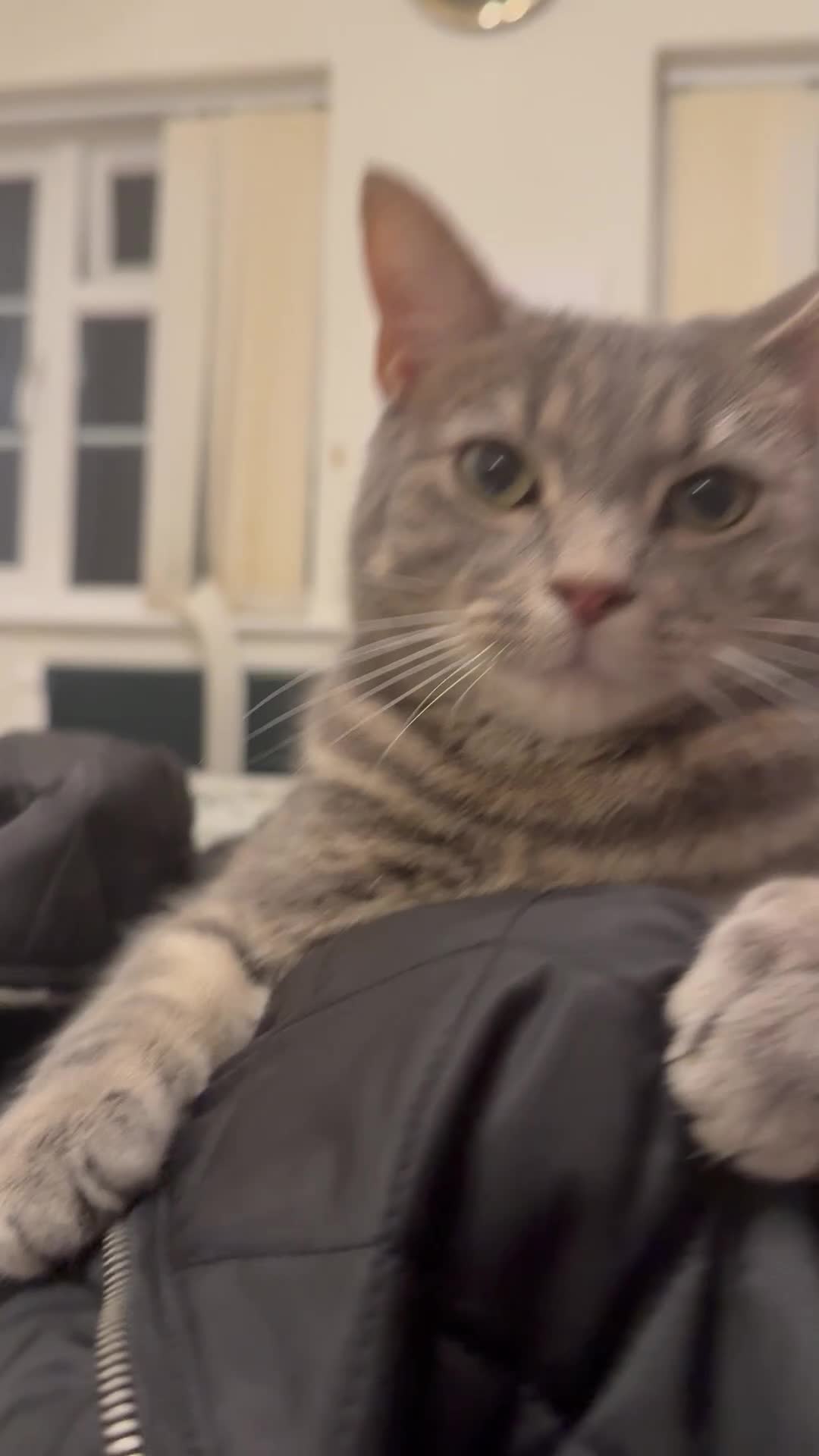 Russian Blue cats for sale: Adorable 2 year old tabby cat - Video 1