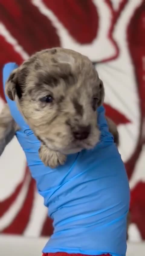 Mixed Breed dogs for sale: Patterpoo's - Video 1