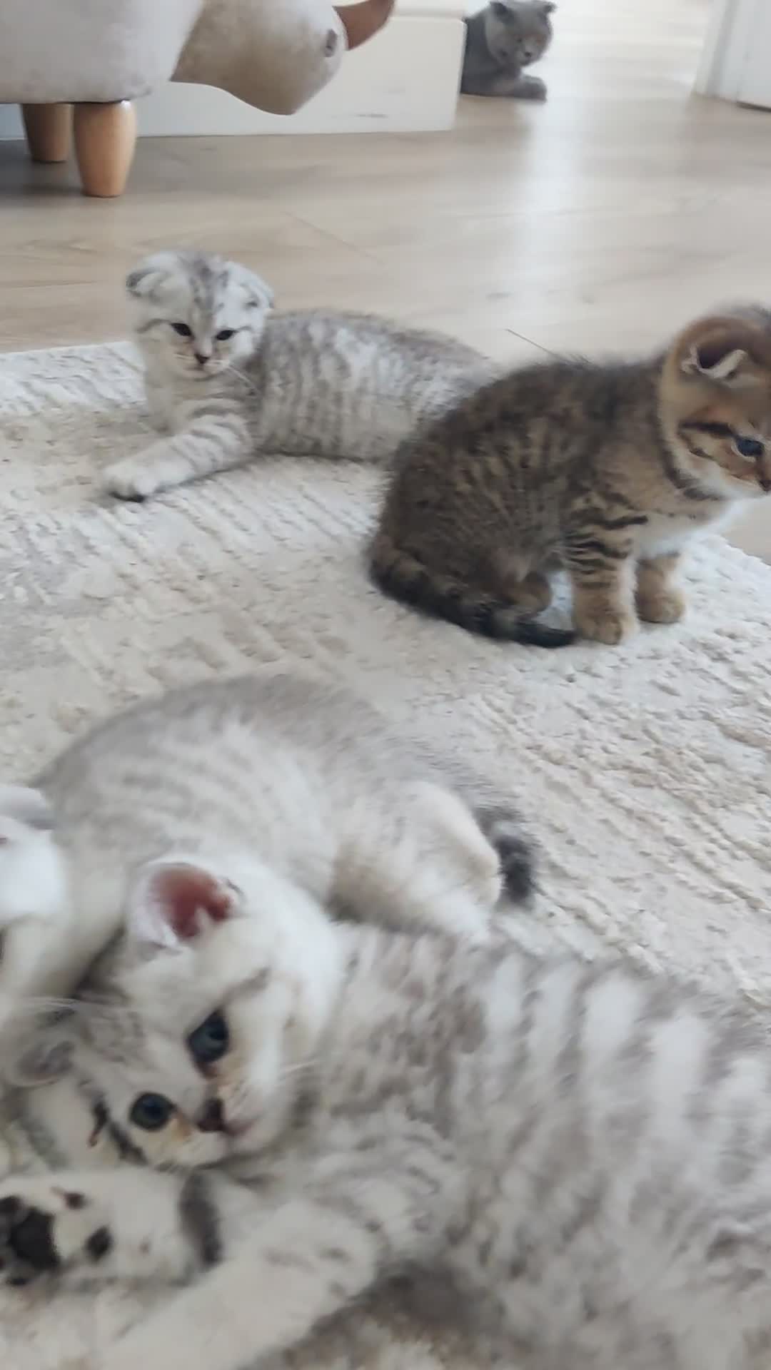Scottish Fold cats for sale: Beautiful Scottish fold kittens  - Video 2