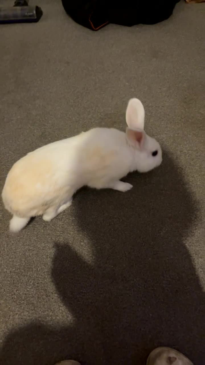 Mixed Breed rabbits for sale: Beautiful rabbit  - Video 1