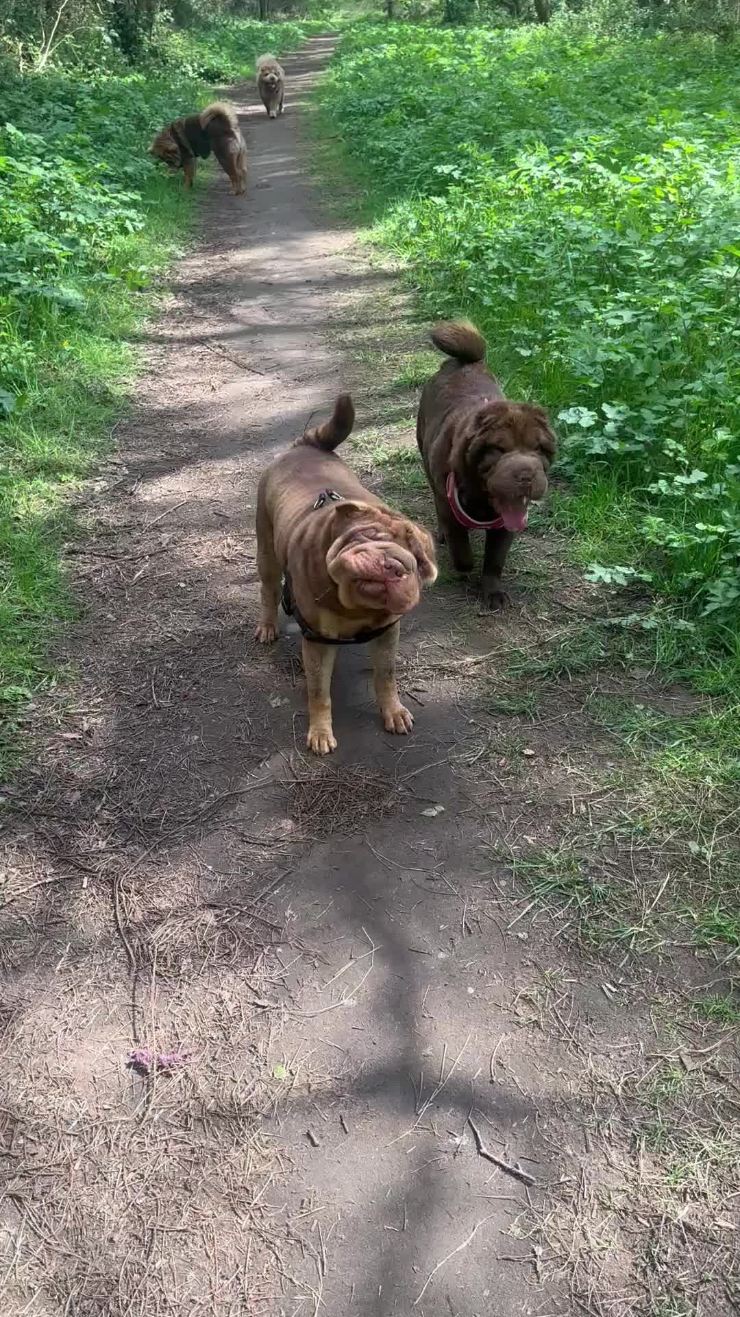 Shar Pei dogs for sale: Top quality lilac bear coat  - Video 3