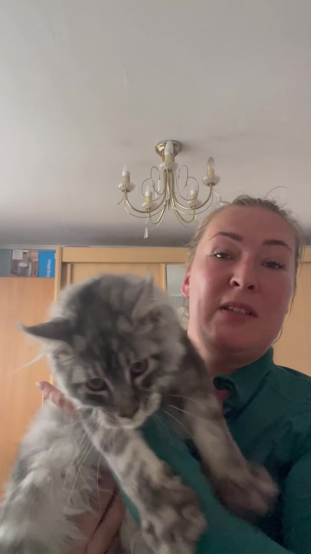 Maine Coon cats for sale: 🌟BIG FLUFFY BOY ready now🌟 Maine Coone kittens  in London - Video 1