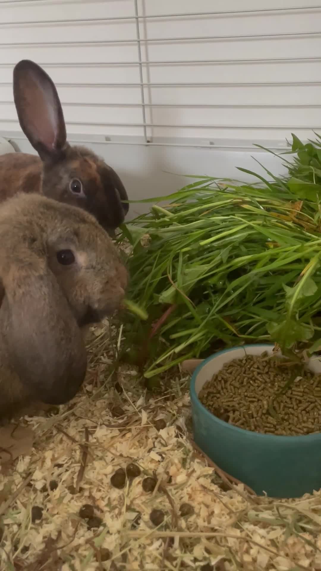 Rex rabbits for sale: 20 week old female tortoiseshell Rex house rabbit. - Video 1