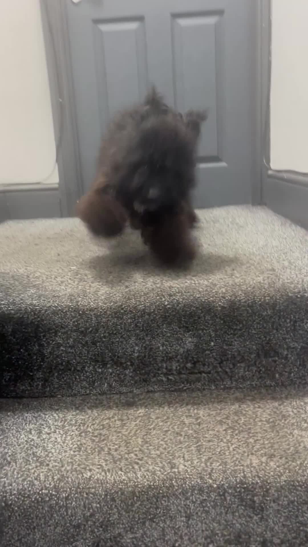 Mixed Breed dogs for sale: Mixed breed dog in Birmingham - Video 1