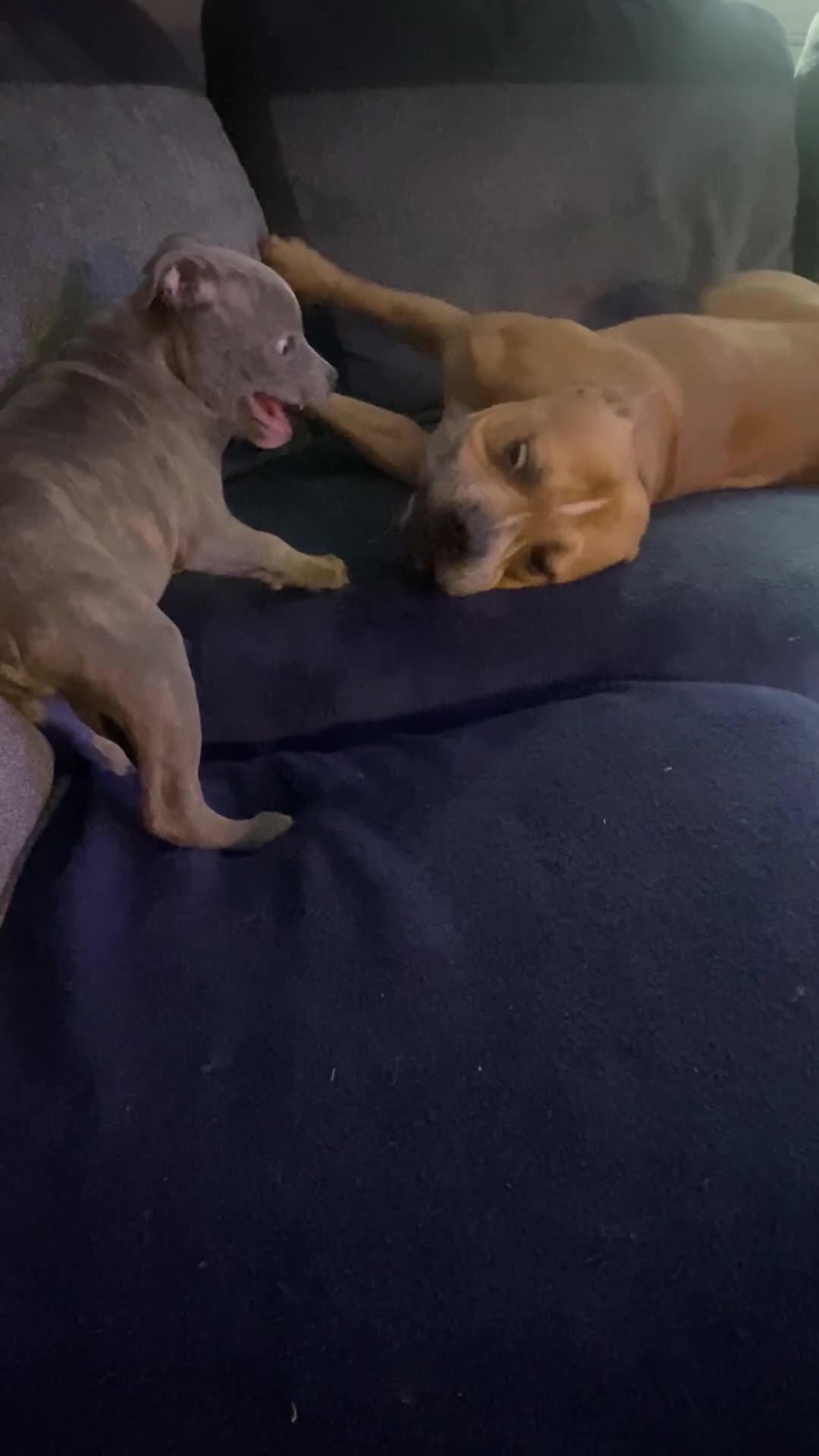 Staffordshire Bull Terrier dogs for sale: Blue Brindle Staffy Pup  - Video 5