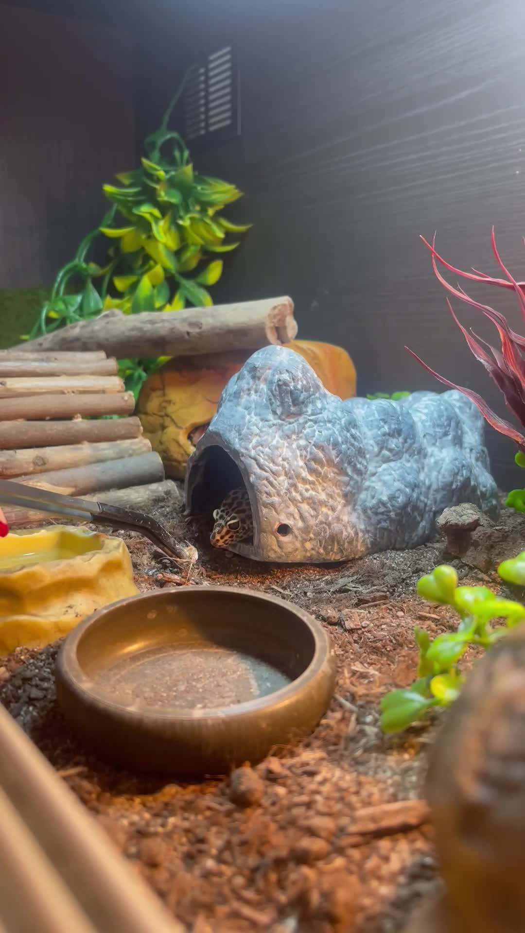 Leopard Gecko reptiles for sale: male leopard gecko in Bedlington - Video 1